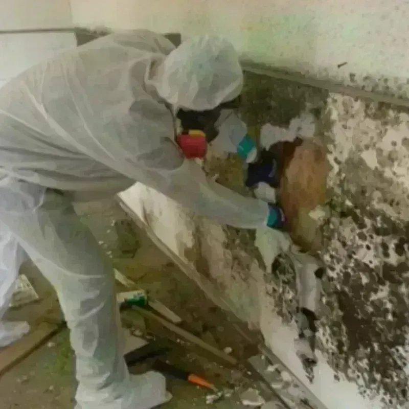 Mold Remediation and Removal in Milford, PA